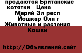 продаются Британские котятки › Цена ­ 2 000 - Марий Эл респ., Йошкар-Ола г. Животные и растения » Кошки   